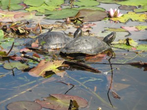 Wildes Berlin, Wasserschildkröten im Schlosspark Charlottenburg